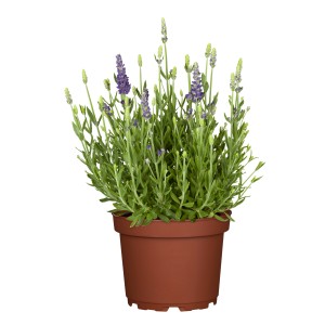 Echter Lavendel Violett im Topf (ca. 19cm Ø). Aromatische Lavandula angustifolia.