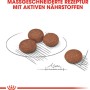 Royal Canin Digestive Care Mini Trockenfutter für Hunde mit empfindlicher Verdauung, Kroketten.