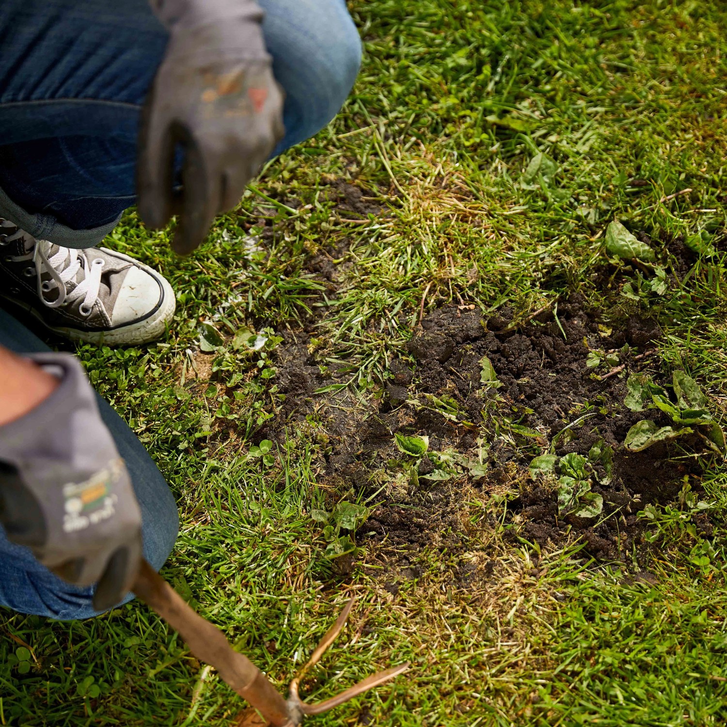 öllein saatgut 2000 Samen Öllein * Linum usitatissimum – Gardenox-Natur main image 1