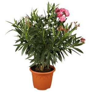Dreifarbiger OBI Oleander (Nerium) im Topf, ca. 19 cm Ø. Blühende Kübelpflanze mit rosa Blüten.