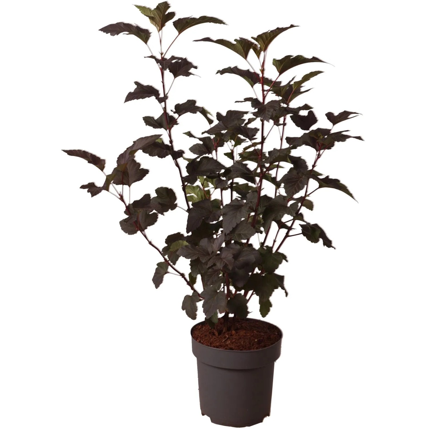 GROW by OBI Blasenspiere "Diabolo" Hhe ca. 40 cm Topf 2,8 l Physocarpus  op. kaufen bei OBI
