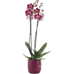 Schmetterlingsorchidee Rosa-Weiß 2-Trieber im Keramik-Gefäß Topf-Ø ca. 12 cm