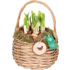 Frühlingsarrangement mit Narzissen Tete a Tete im Henkelkorb, Topf ca. 17cm Ø.