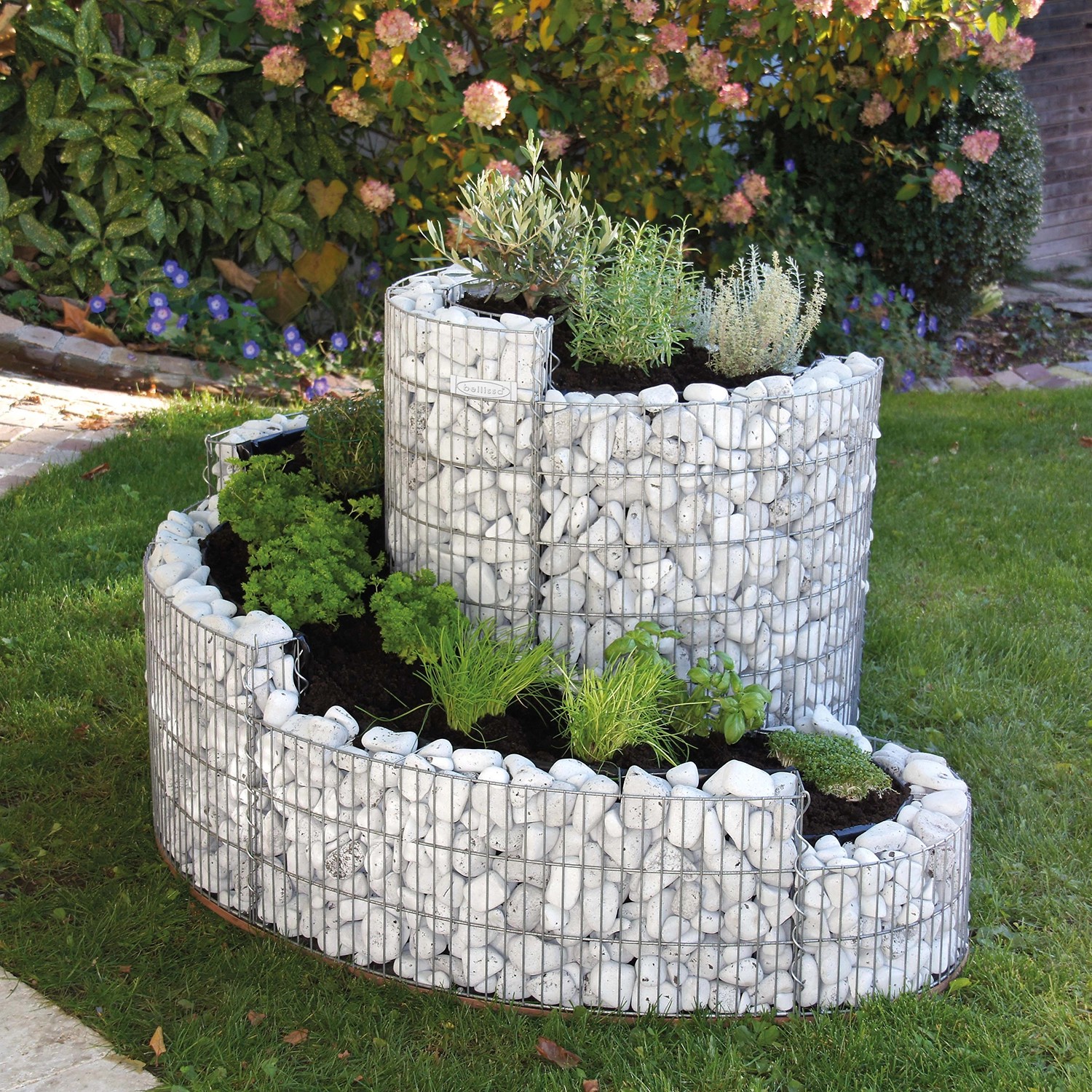 Bellissa Gabionen-Kräuterspirale Grünkraut, bepflanzt, im Garten. Kräuterhochbeet aus Gabionen.