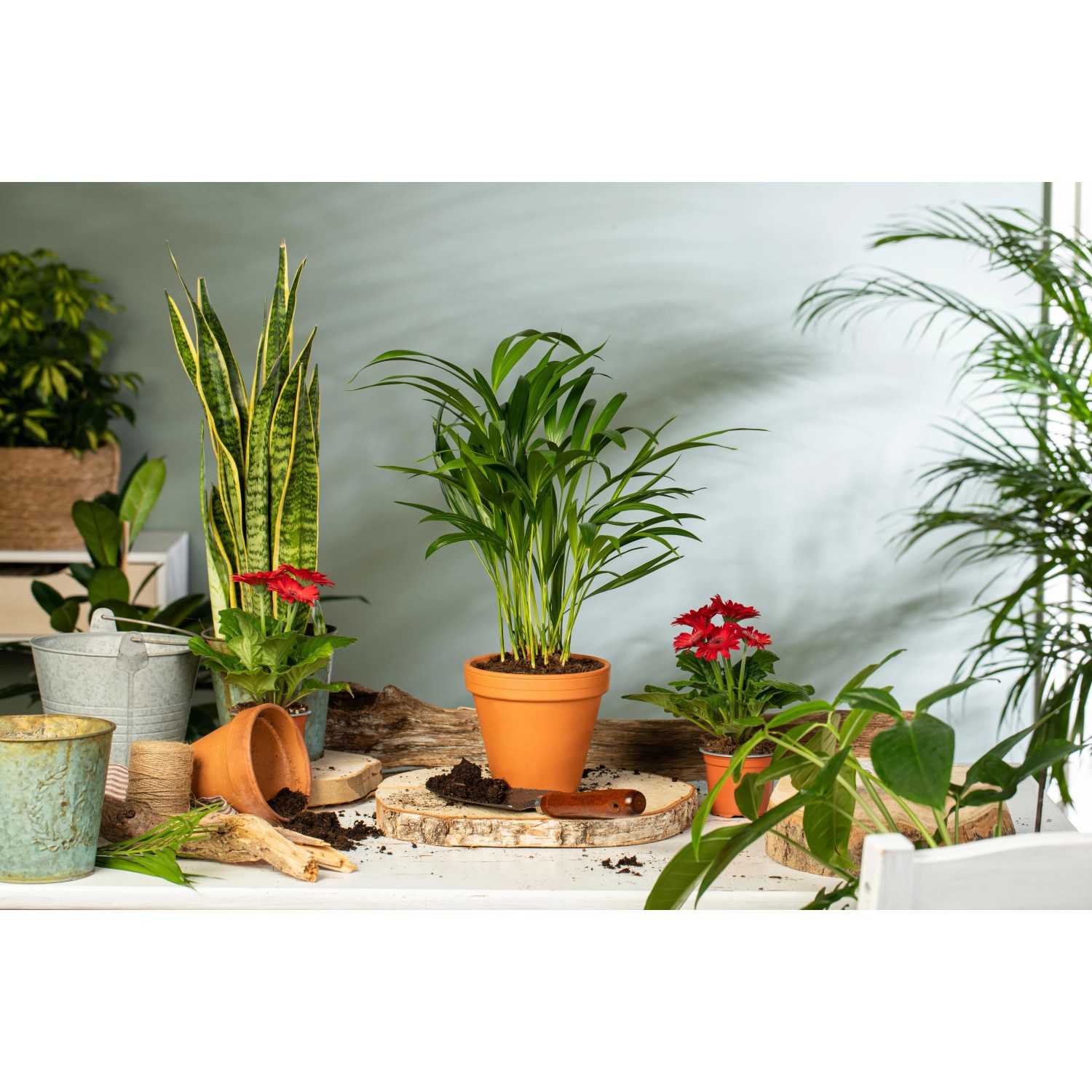 Goldfruchtpalme (Areca) im Topf, umgeben von weiteren Zimmerpflanzen und Gartenzubehör.