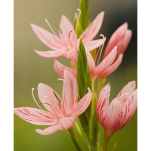 Rosa Sumpfgladiole "Mrs. Hegarty" mit gestreiften Blüten im Detail.