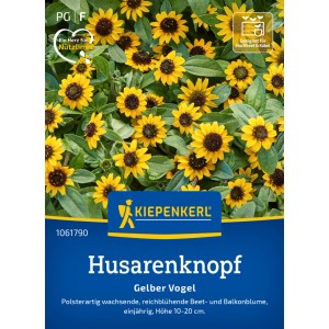 Kiepenkerl Saatgut Husarenknopf Gelber Vogel: Blühende, gelbe Sommerblume im Beet.