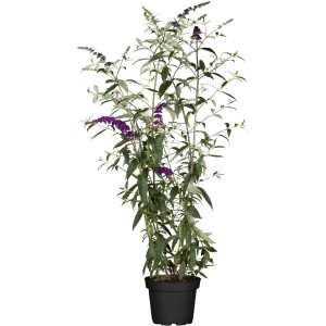 OBI Sommerflieder Violett im 3 l Container mit violetten Blüten und grünen Blättern.