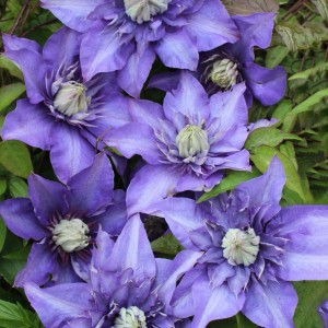 Nahaufnahme der blauen Blüten der Waldrebe Multi Blue (Clematis Hybride).