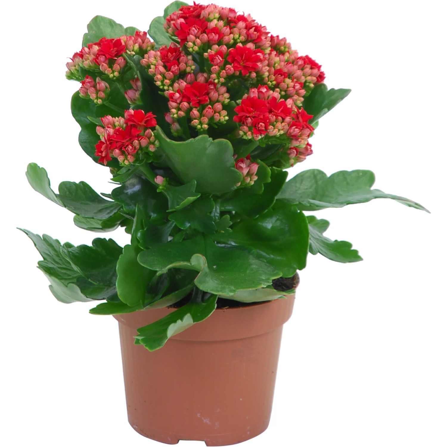 rhododendron dünger auch für hortensien geeignet cuxin DCM® main image 0