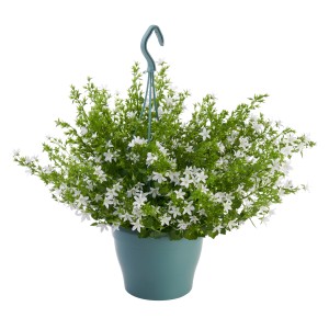 Glockenblumen-Ampel mit weißen Blüten im Topf, Campanula portenschlagiana.