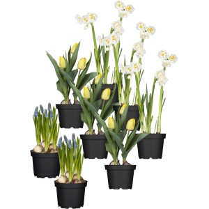 Frühlingsboten 8er Set: Tulpen, Narzissen und Traubenhyazinthen in Gelb, Weiß und Blau in Töpfen.