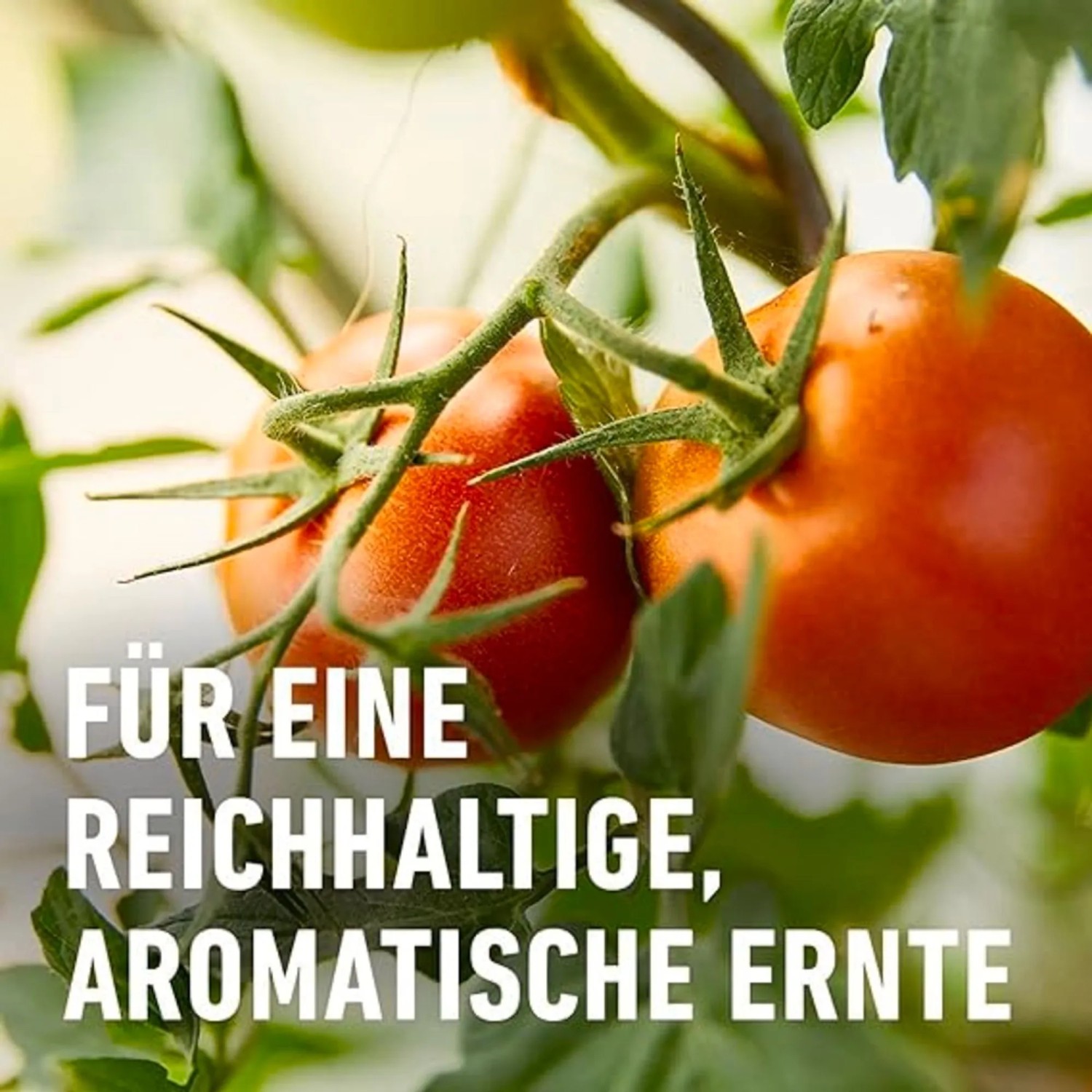 Compo Bio Tomaten Langzeit-Dnger mit Schafwolle 750 g kaufen bei OBI