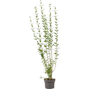 Ovalblättriger Liguster Set à 15 Stück Höhe ca. 100-125 cm Ligustrum ovalifolium