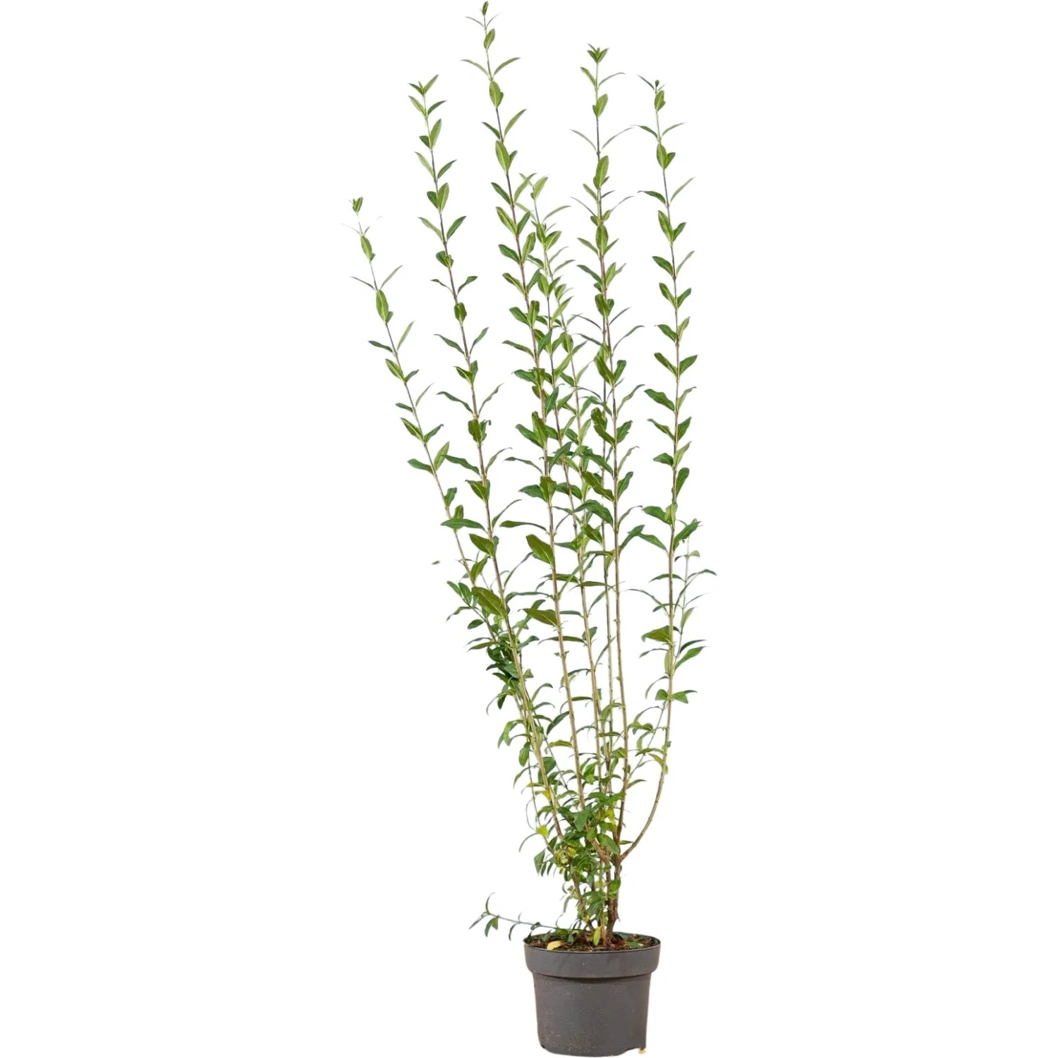 willow plant Salix lasiolepis, Arroyo Willow main image 1