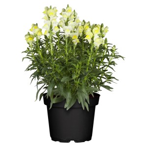 Löwenmäulchen im Topf, gelb-weiße Blüten, grüne Blätter im schwarzen Pflanzkübel.