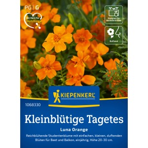 Kiepenkerl Tagetes Luna Orange: Kleinblütige Studentenblume für Beet und Balkon.