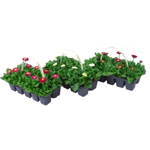 10er Pack Tausendschön in verschiedenen Farben, ca. 10-15 cm hoch, für die Frühjahrsbepflanzung.