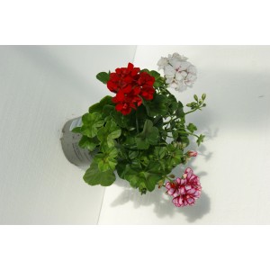 Mehrfarbige Hängegeranie (Pelargonium peltatum) im Topf, verschiedene Blütenfarben.