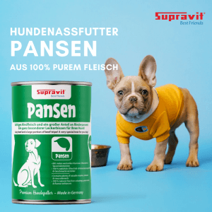 Französische Bulldogge im gelben Shirt neben grüner Supravit Premium Hundenassfutter-Dose Pansen vom Rind.