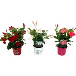 Mandevilla Rio im Farbmix: Rote, weiße und rosa Dipladenia im Topf für Balkon und Terrasse.