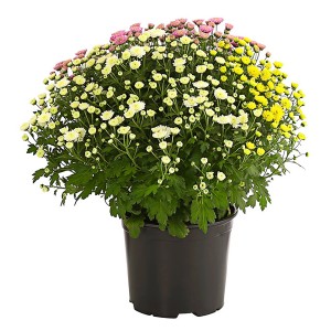 Herbstchrysantheme Trio im Topf, ca. 14 cm Ø, mit Blüten in Gelb, Weiß und Rosa.