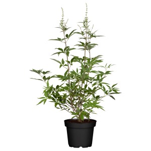 Mönchspfeffer "Flip Side" Blau Höhe ca. 40 - 60 cm Topf ca. 3 l Vitex agnus