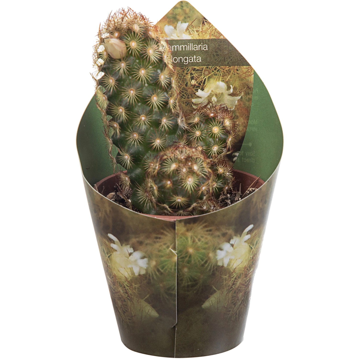 Giromagi Sukkulente (Warzenkaktus) im Topf, ca. 8-10cm hoch. Dekorative Zimmerpflanze.