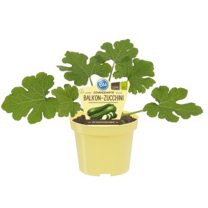Blu Balkon Zucchini im Topf (ca. 12cm Ø). Kompakte Pflanze mit grünen Blättern.