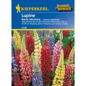 Kiepenkerl Lupine Bunte Mischung: Blumensamen mit farbenprächtigen Blütenkerzen.