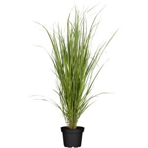 Ruten-Hirse ''Northwind'' Topf-Ø ca. 28 cm Panicum virgatum