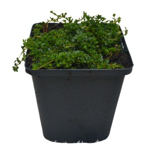 Feldthymian Coccineus im Topf, grüne Blätter. Thymian für Steingärten.