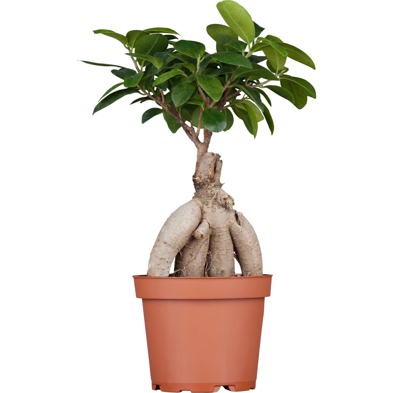 Chinesische Feige "Ginseng" Bonsai TopfØ ca. 12 cm Ficus kaufen bei OBI