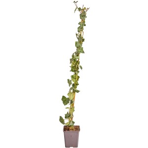 Großblättriger Irischer Efeu im Topf, ideal für eine dichte Efeuhecke.