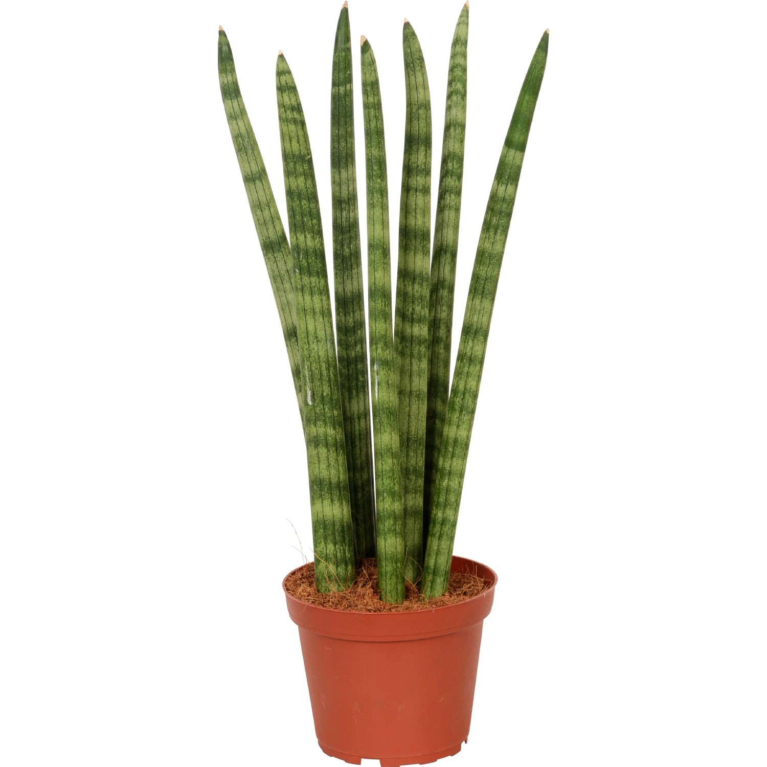 dracaena bonsai tree Dracaena marginata (dragon tree) – Plant Material