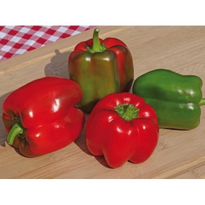 Frische, rote und grüne Balkonpaprika (Capsicum annuum) auf Holzbrett.