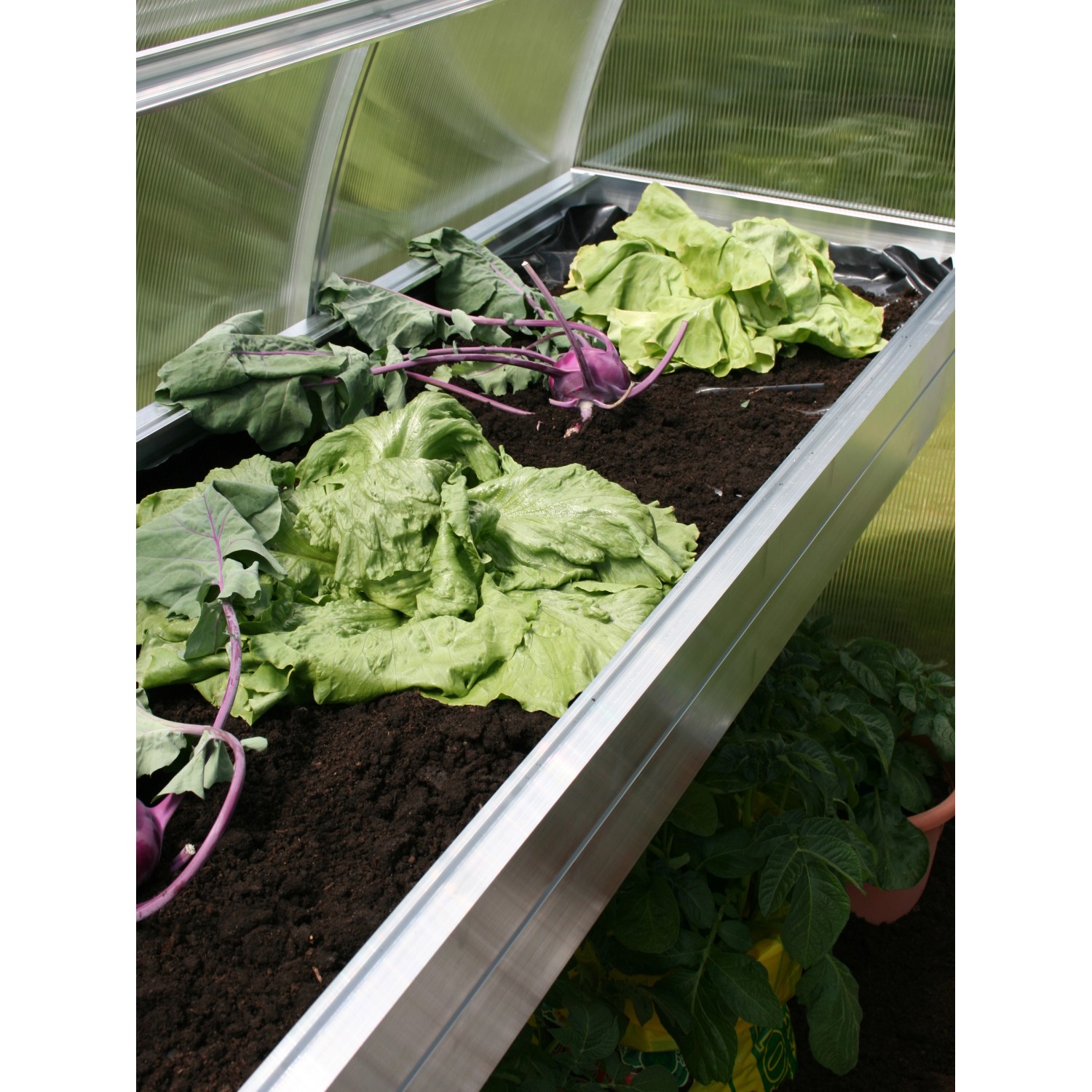 KGT Pflanzwanne Linea I Alu blank, bepflanzt mit Salat und Kohlrabi im Gewächshaus.