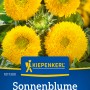 Kiepenkerl Sonnenblume Teddybär mit gelben, gefüllten Blüten.