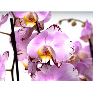 Schmetterlingsorchidee Magic Art, rosa-weiß-violette Blüten mit gelber Lippe, Topf-Ø 12 cm.