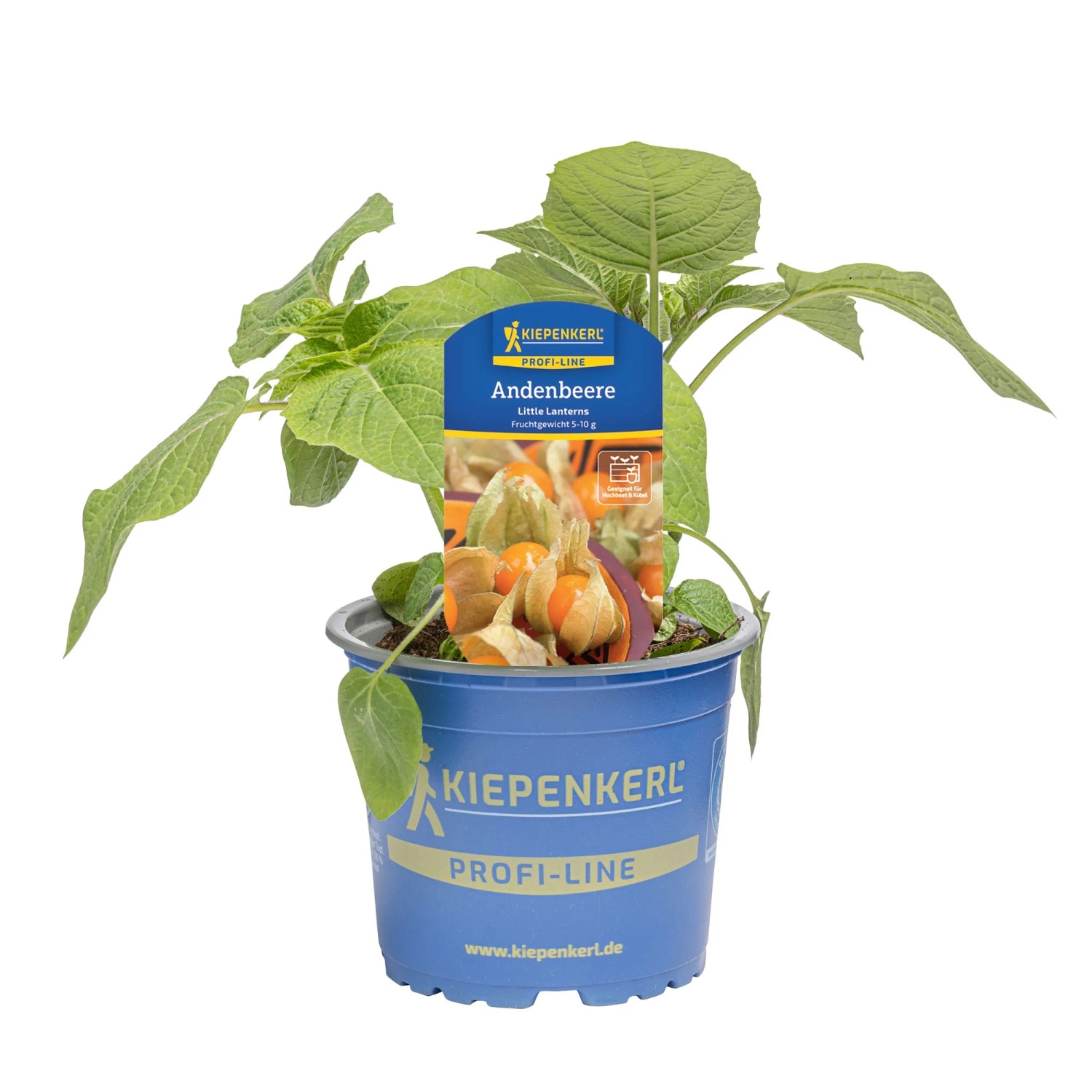 Kiepenkerl Physalis peruviana Little Lanterns Topf- ca. 12 cm kaufen bei  OBI