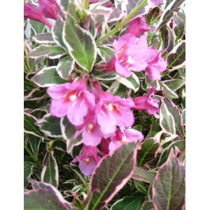 Nahaufnahme der lachsfarbenen Blüten und Blätter der Weigelie Vintage Love im Topf.