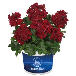 Geranie Monflair im Topf, dunkelrote Blüten, ca. 13 cm Topf-Durchmesser.