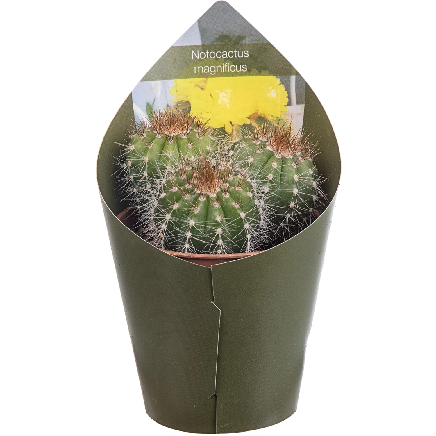 Grüner Buckelkaktus (Notocactus magnificus) im Topf mit Husse, ca. 8-10 cm hoch.