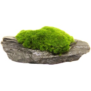 Dennerle Aquariumpflanze Aegagropila linnaei auf Schiefergestein, grüne Mooskugel.