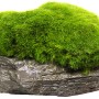 Dennerle Aquariumpflanze Aegagropila linnaei auf Schiefergestein, grüne Mooskugel.