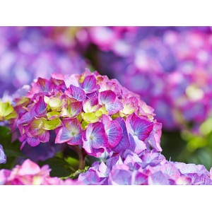 Nahaufnahme einer violett-pinkfarbenen Bauernhortensie (Hydrangea macrophylla) mit grünen Akzenten.