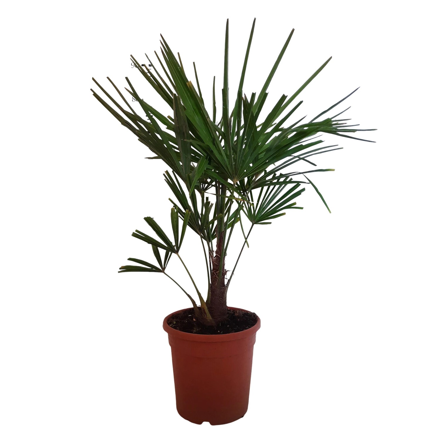 GROW by OBI Hanfpalme Höhe ca. 60