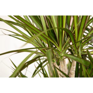 Drachenbaum 'Carousel', ca. 150cm hoch, mit grün-roten Blättern im Topf.