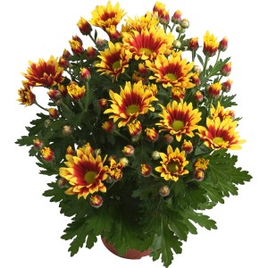 Herbst-Chrysantheme Sondersorte im Topf, gelb-rote Blüten. Dekorative Kübelpflanze für Balkon und Terrasse.