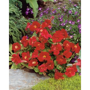 Gauklerblume 'Bonfire Red' mit leuchtend roten Blüten im Topf, ideal für den Gartenteich.